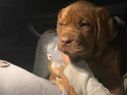 Bordo&scaron;ka doga &scaron;tene