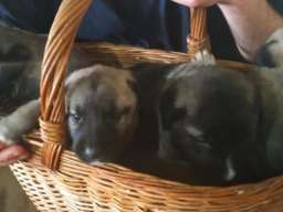 Kangal stenci