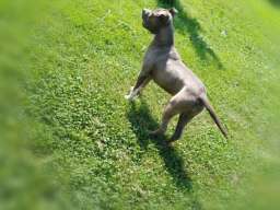 Americki stafordski terijer ženke