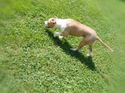 Americki stafordski terijer ženke