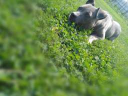 Americki stafordski terijer ženke