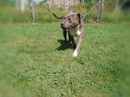 Americki stafordski terijer ženke