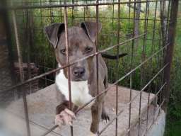 Americki stafordski terijer ženke