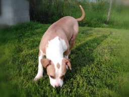 Americki stafordski terijer ženke