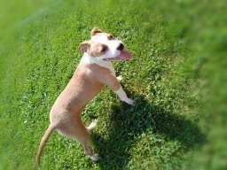 Americki stafordski terijer ženke