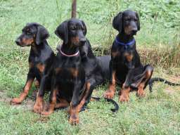 Stenci dobermana na prodaju