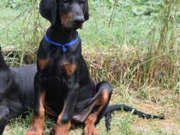 Stenci dobermana na prodaju