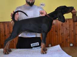 Stenci dobermana na prodaju