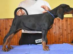 Stenci dobermana na prodaju