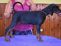 Stenci dobermana na prodaju