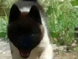 Američka akita &scaron;tenci
