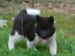 Američka akita &scaron;tenci