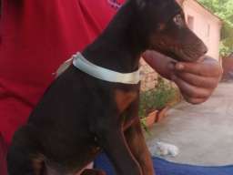 Doberman &scaron;tenci