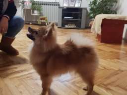 Pomeranac zenka