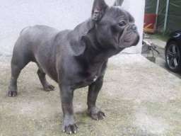 Plavi francuski buldog