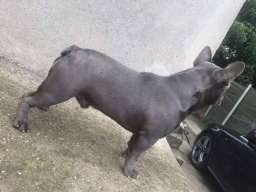 Plavi francuski buldog