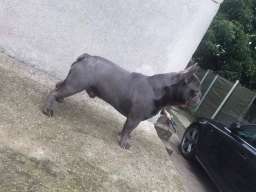 Plavi francuski buldog