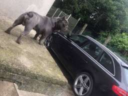 Plavi francuski buldog