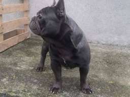 Plavi francuski buldog