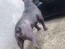 Plavi francuski buldog