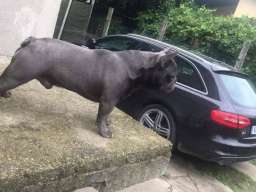 Plavi francuski buldog