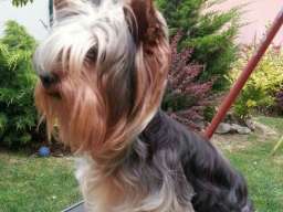 Jork&scaron;irski terijer &scaron;tenci