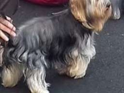 Jork&scaron;irski terijer &scaron;tenci