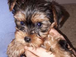 Jork&scaron;irski terijer &scaron;tenci