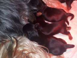 Jork&scaron;irski terijer &scaron;tenci