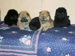 Čau čau &scaron;tenci