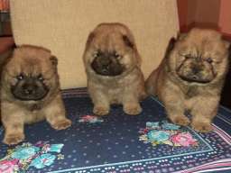 Čau čau &scaron;tenci