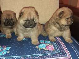 Čau čau &scaron;tenci