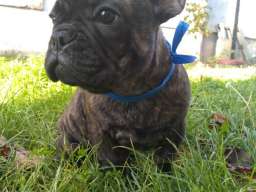 Francuski buldog