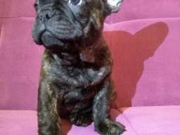 Francuski buldog