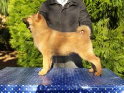 Koreanski Jindo pas &scaron;tenci