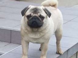 Mops mužjak na prodaju