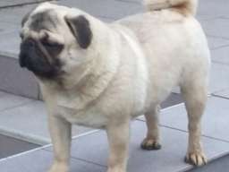 Mops mužjak na prodaju