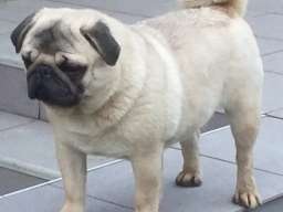 Mops mužjak na prodaju