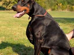 Doberman slobodan za parenje