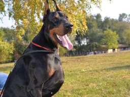 Doberman slobodan za parenje