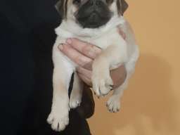 Mops štene