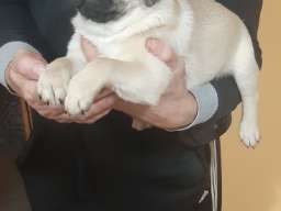 Mops štene