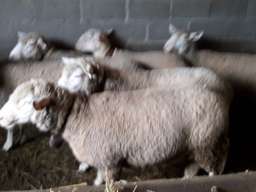 Prodajem Ildefrans ovce