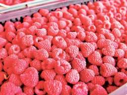 Potrebne radnice za branje malina