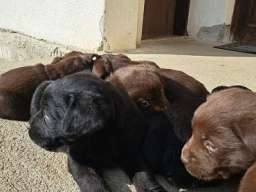 Labrador štenci na prodaju, čokoladni i crni