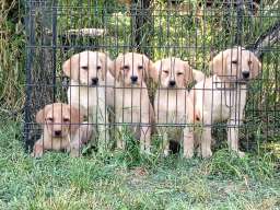 Labrador retriver &scaron;tenci na prodaju