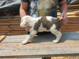 U ponudi &scaron;tenci Aziata 