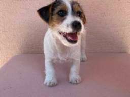 Jack Russell terijer &scaron;tenci