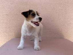 Jack Russell terijer &scaron;tenci