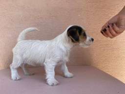 Jack Russell terijer &scaron;tenci